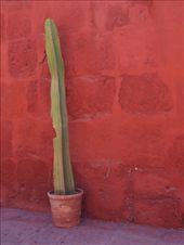 Arequipa - Monasterio  de Santa Catalina
: by dannygoesdiving, Views[357]