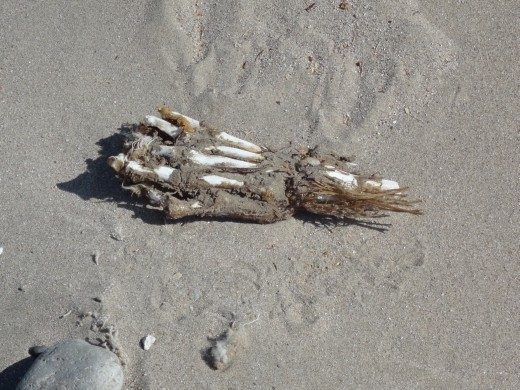 Nazca - Cahuachi -  Grave robbers !