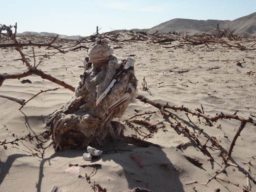 Nazca - Cahuachi -  Grave robbers !