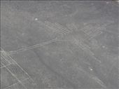 Nazca - Nazca Lines - hummingbird: by dannygoesdiving, Views[429]