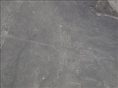 Nazca - Nazca Lines - hummingbird: by dannygoesdiving, Views[455]