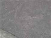 Nazca - Nazca Lines - pelican: by dannygoesdiving, Views[510]