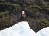 Tracey Arm Fjjord: by dannygoesdiving, Views[385]