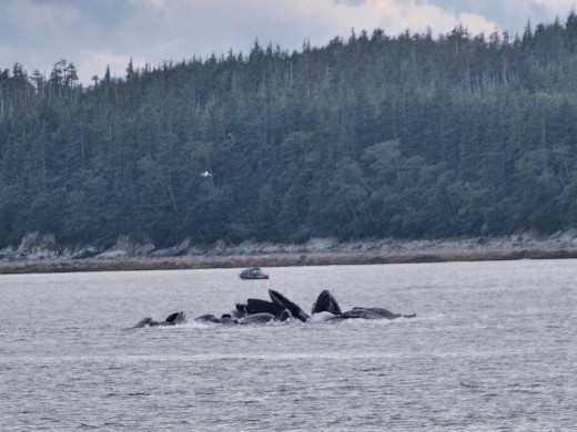 Humpback Whales bubble net feeding
