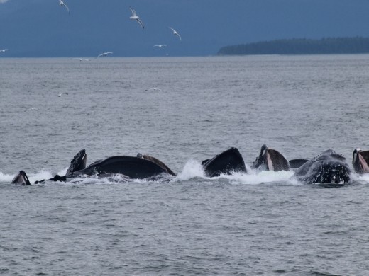 Humpback Whales bubble net feeding