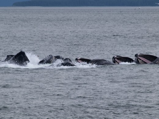 Humpbacks bubble net feeding