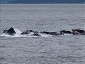 Humpback Whales bubble net feeding: by dannygoesdiving, Views[305]