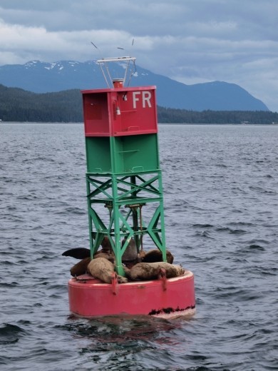 Stella Sea lions chillin'