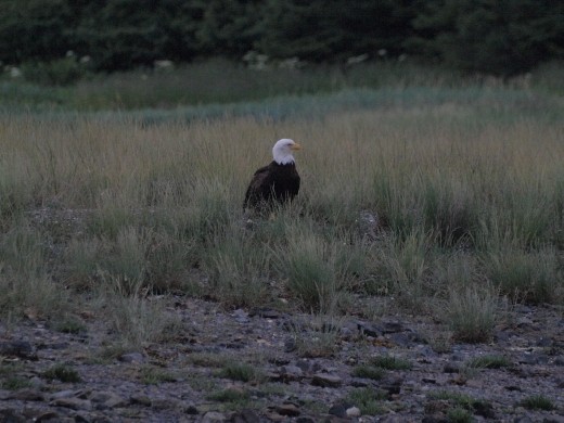 Bald Eagle standing guard