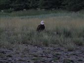 Bald Eagle standing guard: by dannygoesdiving, Views[346]