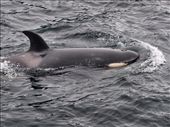 Orcas: by dannygoesdiving, Views[387]