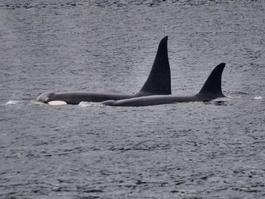 Orcas