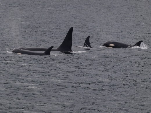Orcas
