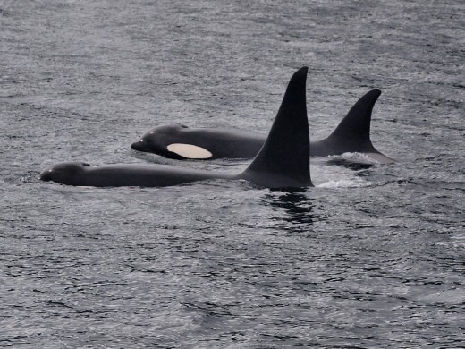 Orcas