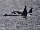 Orcas: by dannygoesdiving, Views[347]