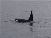 Orcas: by dannygoesdiving, Views[352]