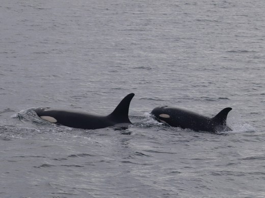 Orcas