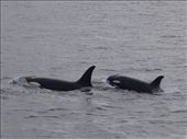 Orcas: by dannygoesdiving, Views[364]