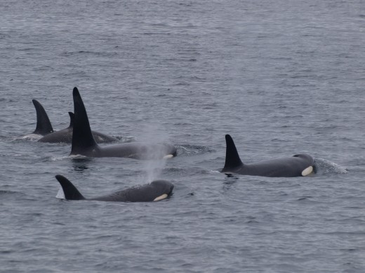 Orcas