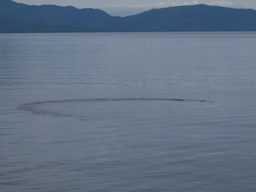Humpback bubble net feeding