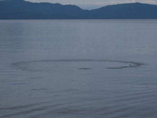 Humpback bubble net feeding