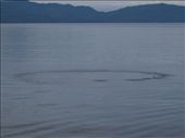 Humpback bubble net feeding: by dannygoesdiving, Views[310]