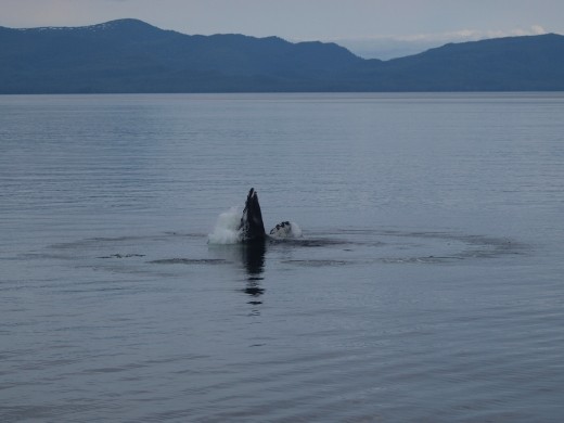 Humpback bubble net feeding