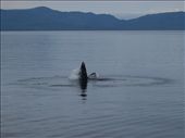 Humpback bubble net feeding: by dannygoesdiving, Views[414]