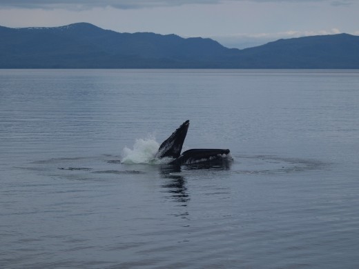 Humpback bubble net feeding