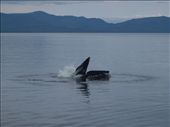 Humpback bubble net feeding: by dannygoesdiving, Views[394]