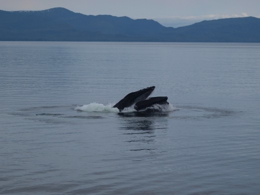 Humpback bubble net feeding