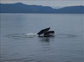 Humpback bubble net feeding: by dannygoesdiving, Views[260]