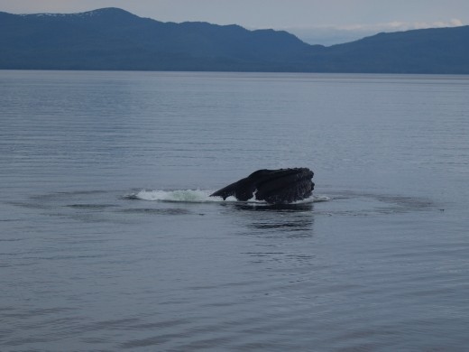 Humpback bubble net feeding