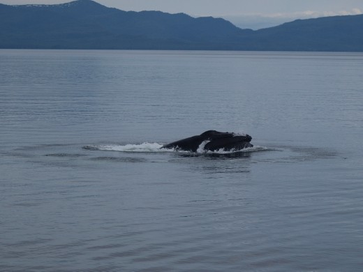 Humpback bubble net feeding