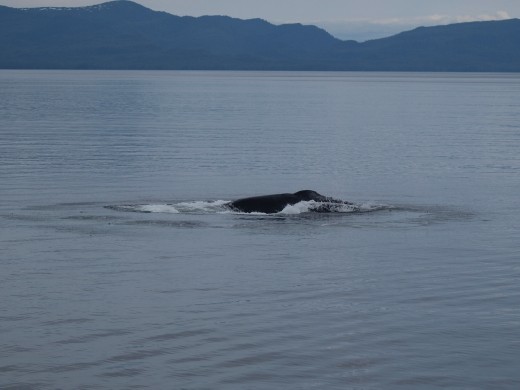 Humpback bubble net feeding