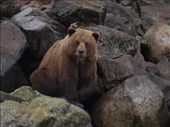Bears !: by dannygoesdiving, Views[354]
