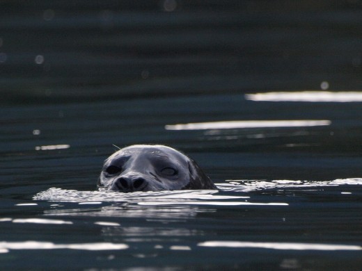 Harbour Seal