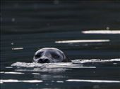 Harbour Seal: by dannygoesdiving, Views[351]