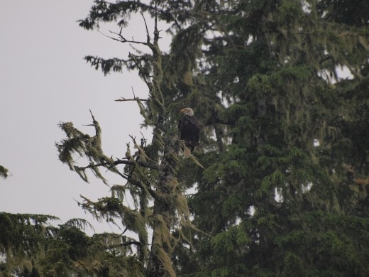 Bald Eagle