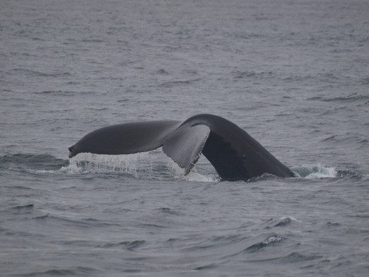 Humpbacks Galore - feeding & Diving