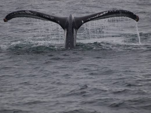 Humpbacks Galore - feeding & Diving