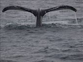 Humpbacks Galore - feeding & Diving: by dannygoesdiving, Views[300]