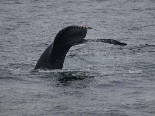 Humpbacks Galore - feeding & Diving