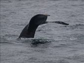 Humpbacks Galore - feeding & Diving: by dannygoesdiving, Views[329]