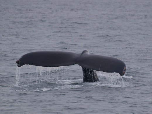 Humpbacks Galore - feeding & Diving