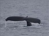 Humpbacks Galore - feeding & Diving: by dannygoesdiving, Views[304]