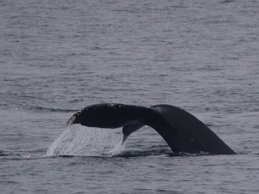 Humpbacks Galore - feeding & Diving