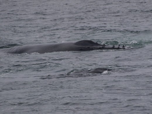 Humpbacks Galore - feeding & Diving