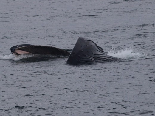 Humpbacks Galore - feeding & Diving