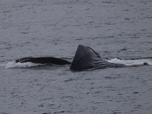 Humpbacks Galore - feeding & Diving